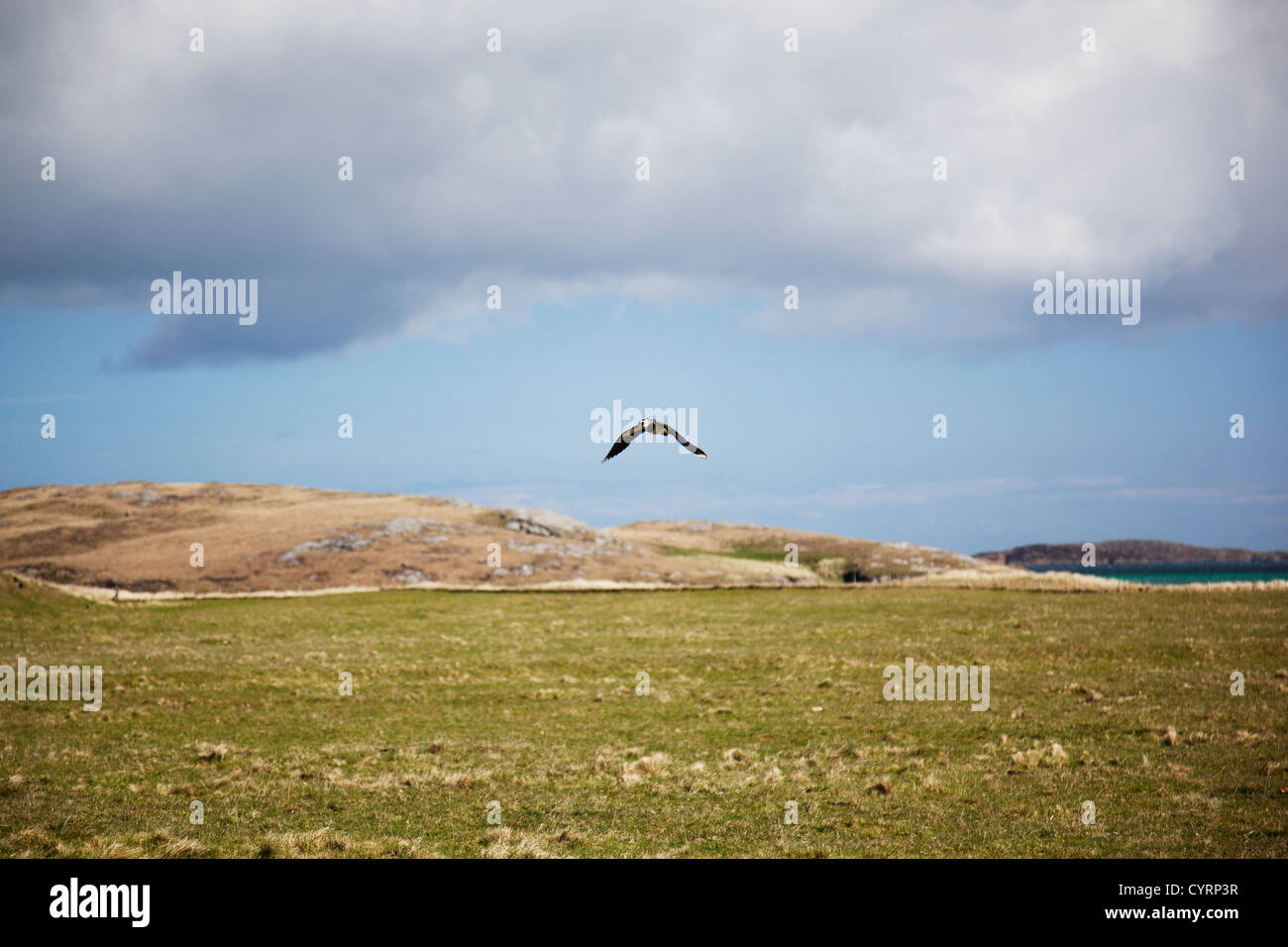 Lapwing sobrevolando de pastizales en la isla de Barra, Hébridas Exteriores, Escocia, Reino Unido Foto de stock