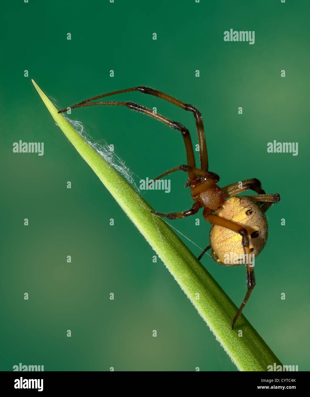 Una araña de pie en un lugar diagonalmente hojas de aloe se muestra desde el lado con fondo desenfocado Foto de stock
