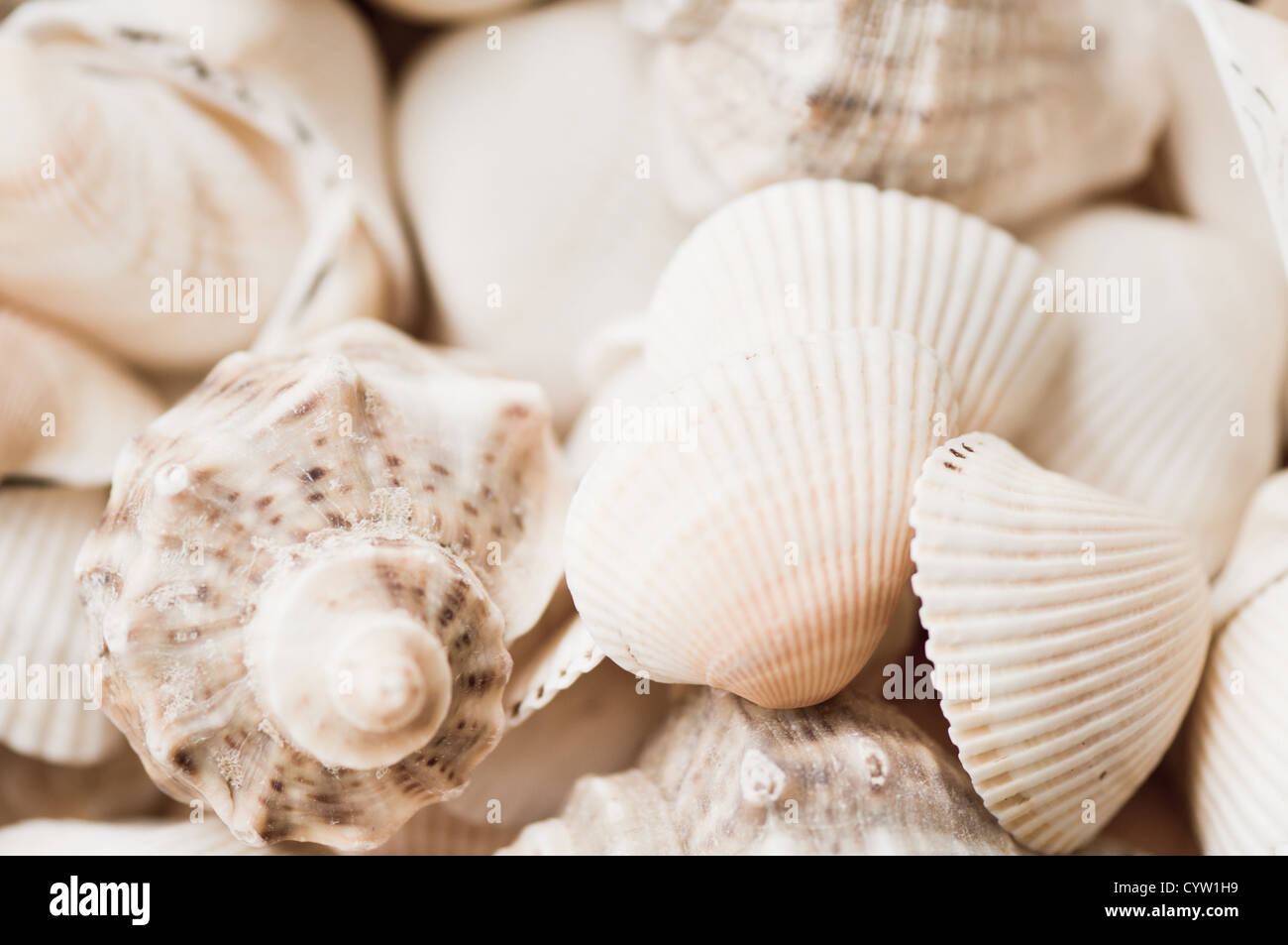 Los caracoles de mar y moluscos cáscaras vacías en tonos sepia. Foto de stock