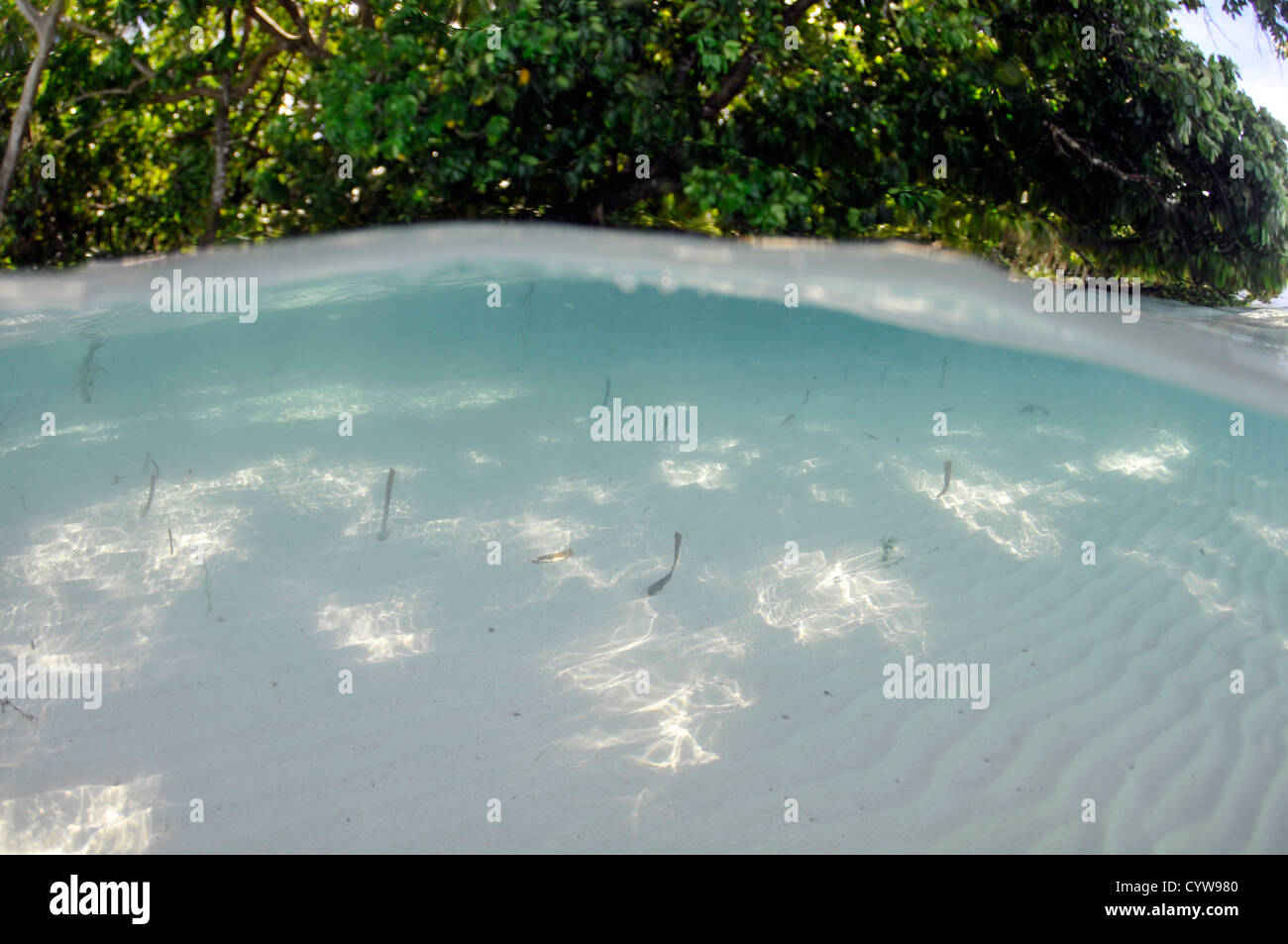 Imagen dividida de manglares y fondo arenoso, Pohnpei, Estados Federados de Micronesia Foto de stock