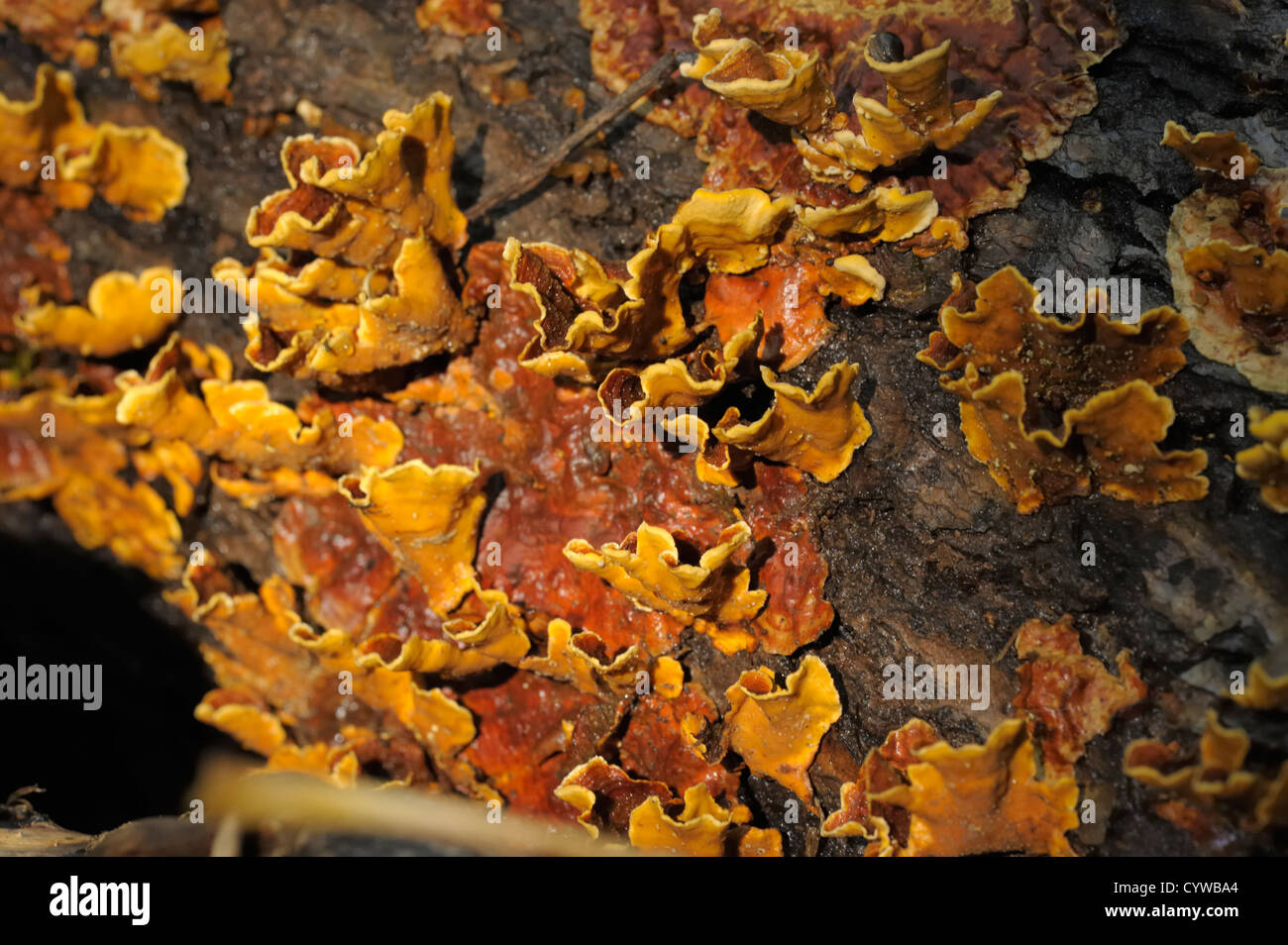 Corteza Cortina peludas hongo Stereum hirsutum Foto de stock