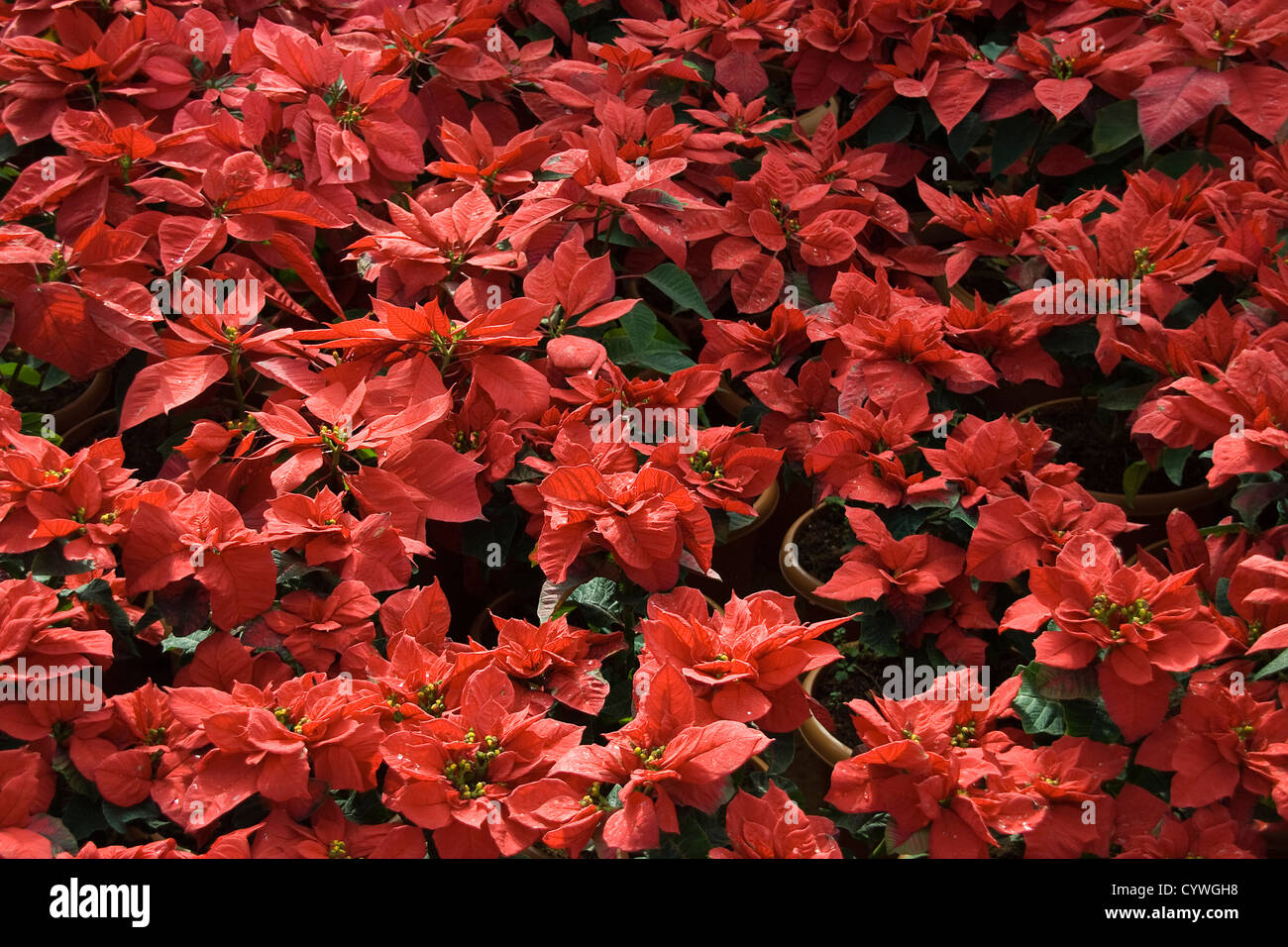 Visualización de las plantas con hojas rojas en el día de la República Horticultural Show Lalbagh, Jardín Botánico, en Bangalore, India, Asia Foto de stock