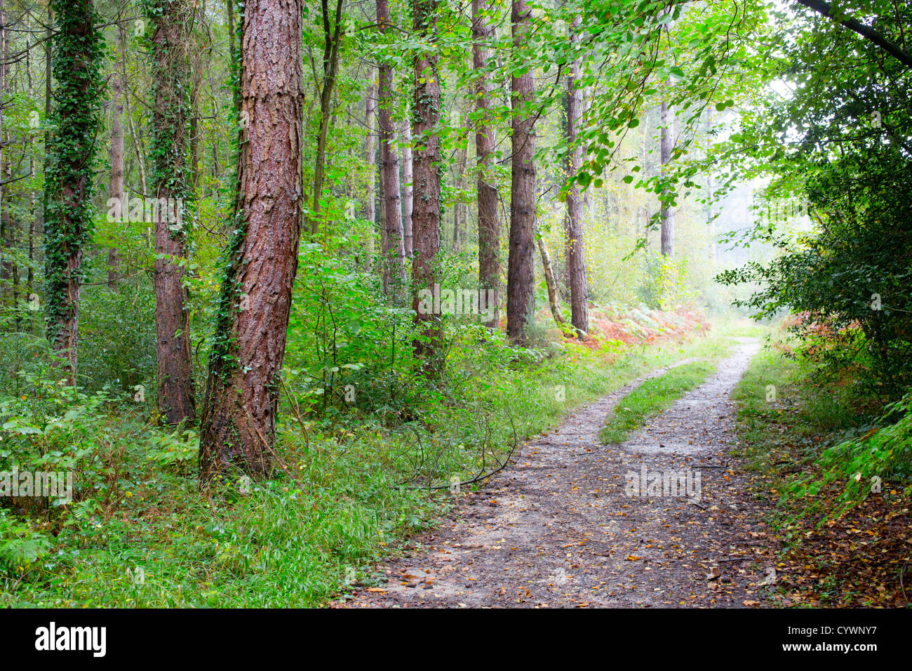 West Hampshire; bosques; UK Foto de stock