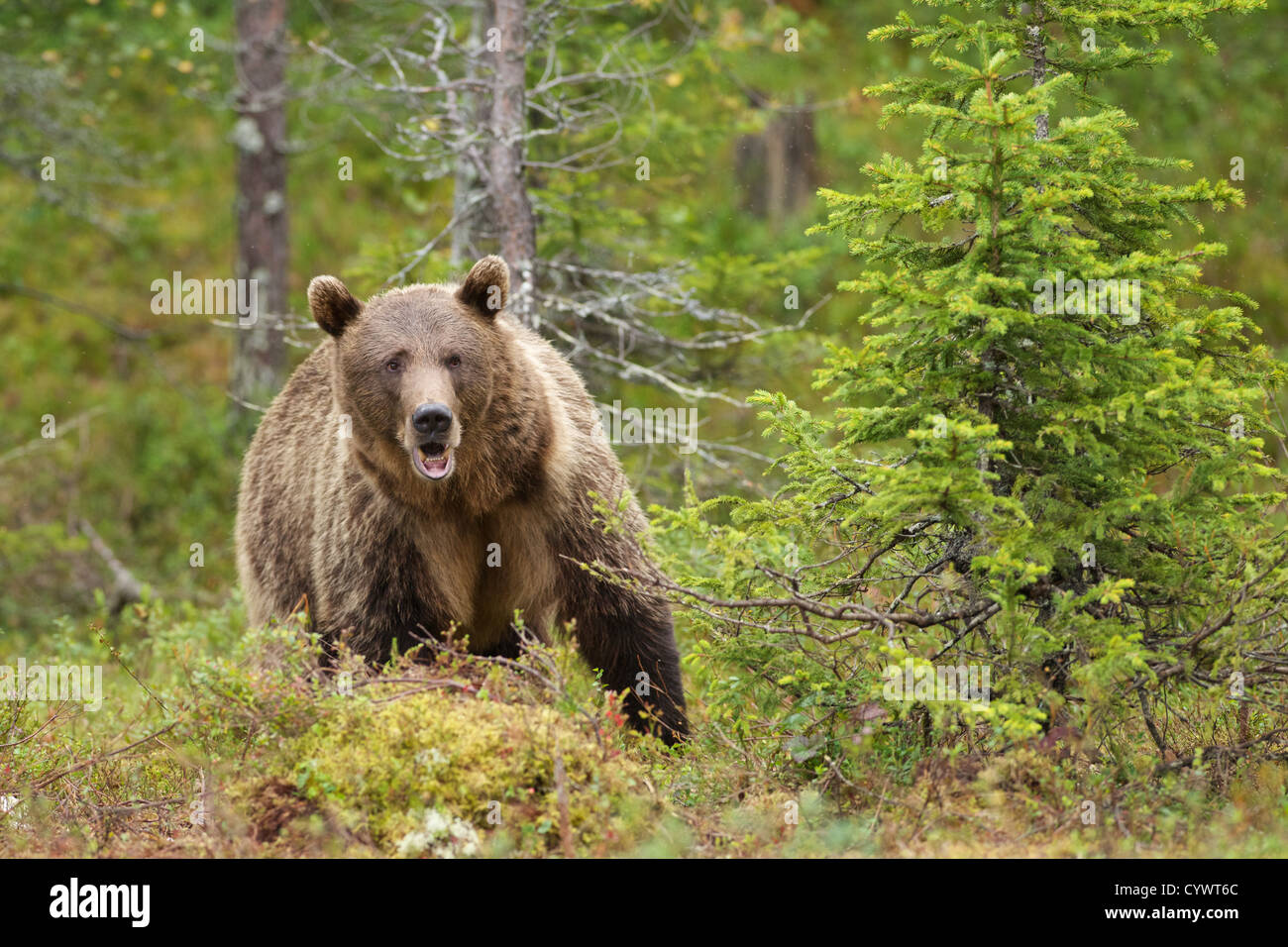 Euroasiática de oso pardo (Ursus Arctus Arctus) en el centro este de Finlandia. Foto de stock