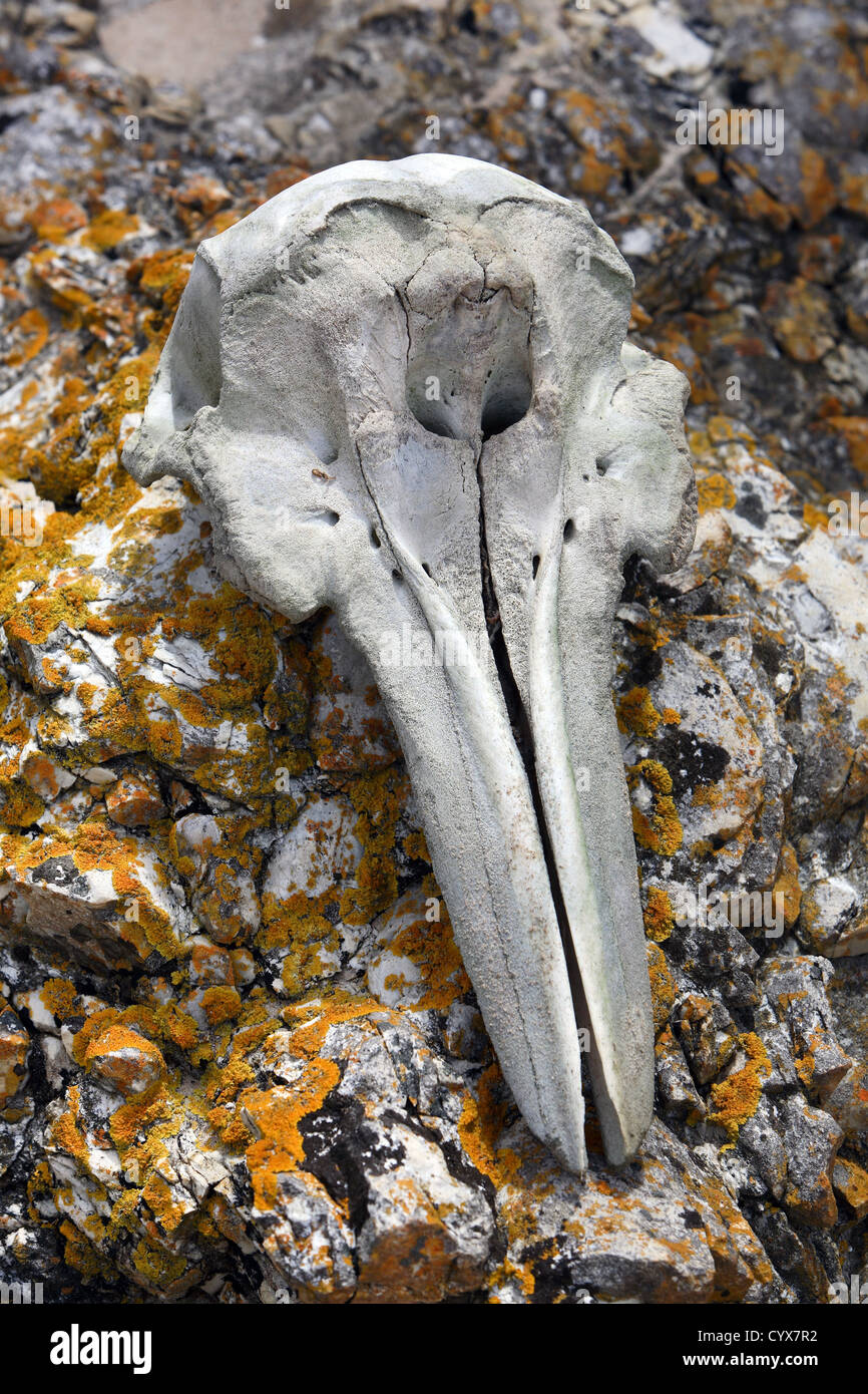 Vista ventral de un delfín cráneo. Tasmania, Australia. Foto de stock