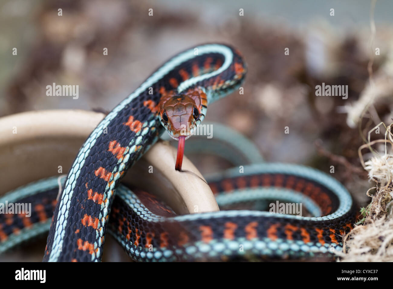California rojo-sided Garter Snake (Thamnophis sirtalis infernalis). Foto de stock