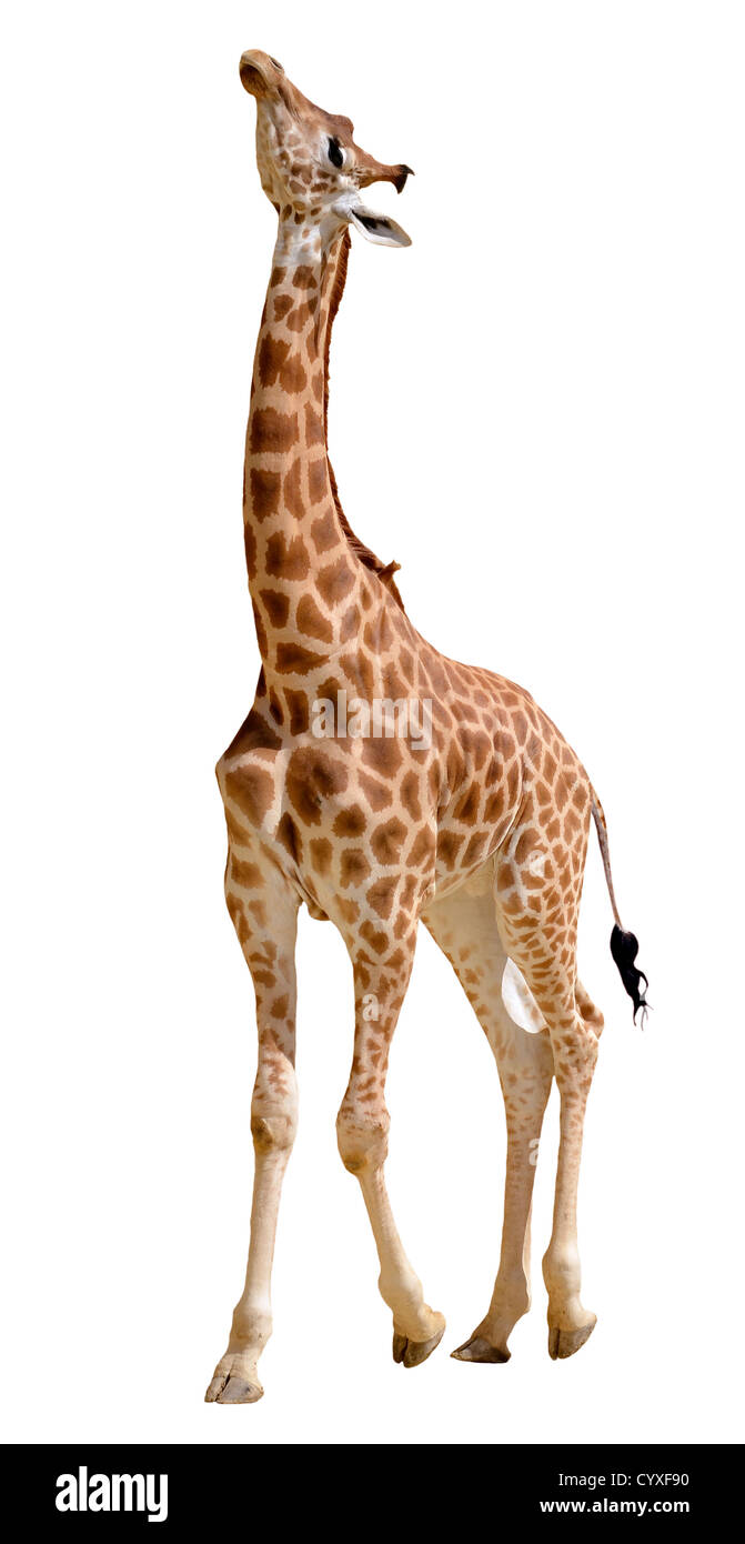 Jirafa (Giraffa camelopardalis) de pie mirando hacia arriba, aislado sobre fondo blanco. Foto de stock