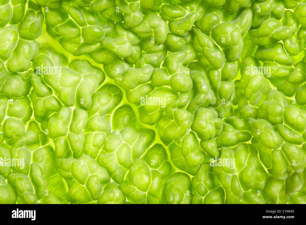 Abstract fondo verde natural Foto de stock