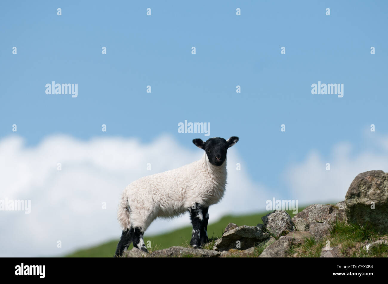 Ovejas y corderos recién nacidos en la ladera de la montaña, con el cielo azul y el verde hierba, con cuernos y cara negra Foto de stock