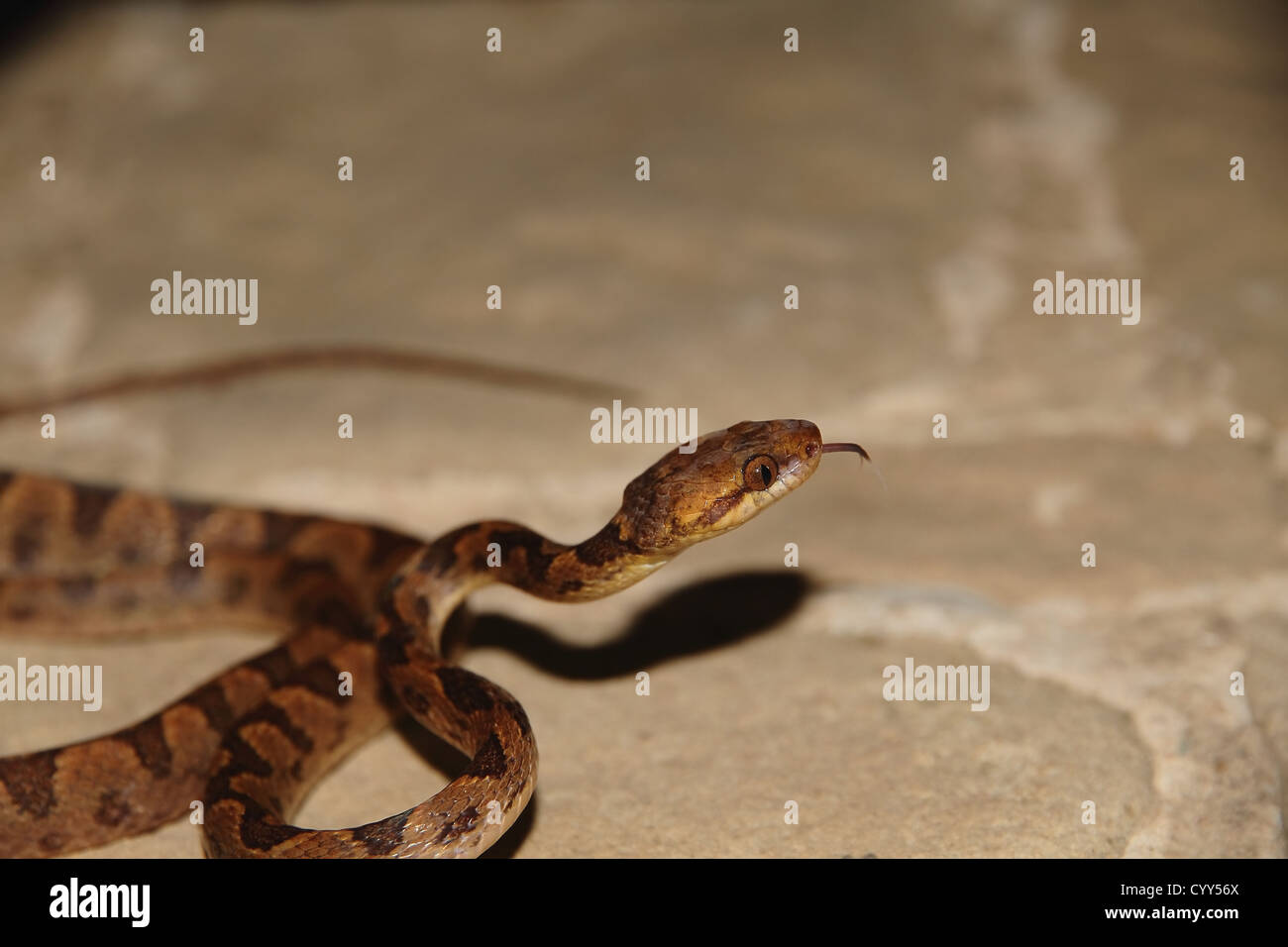 Cierre de un cat Eyed Tree Snake (Leptodeira septentrionalis) arrastrándose sobre piedras y moviendo su lengua. Foto de stock