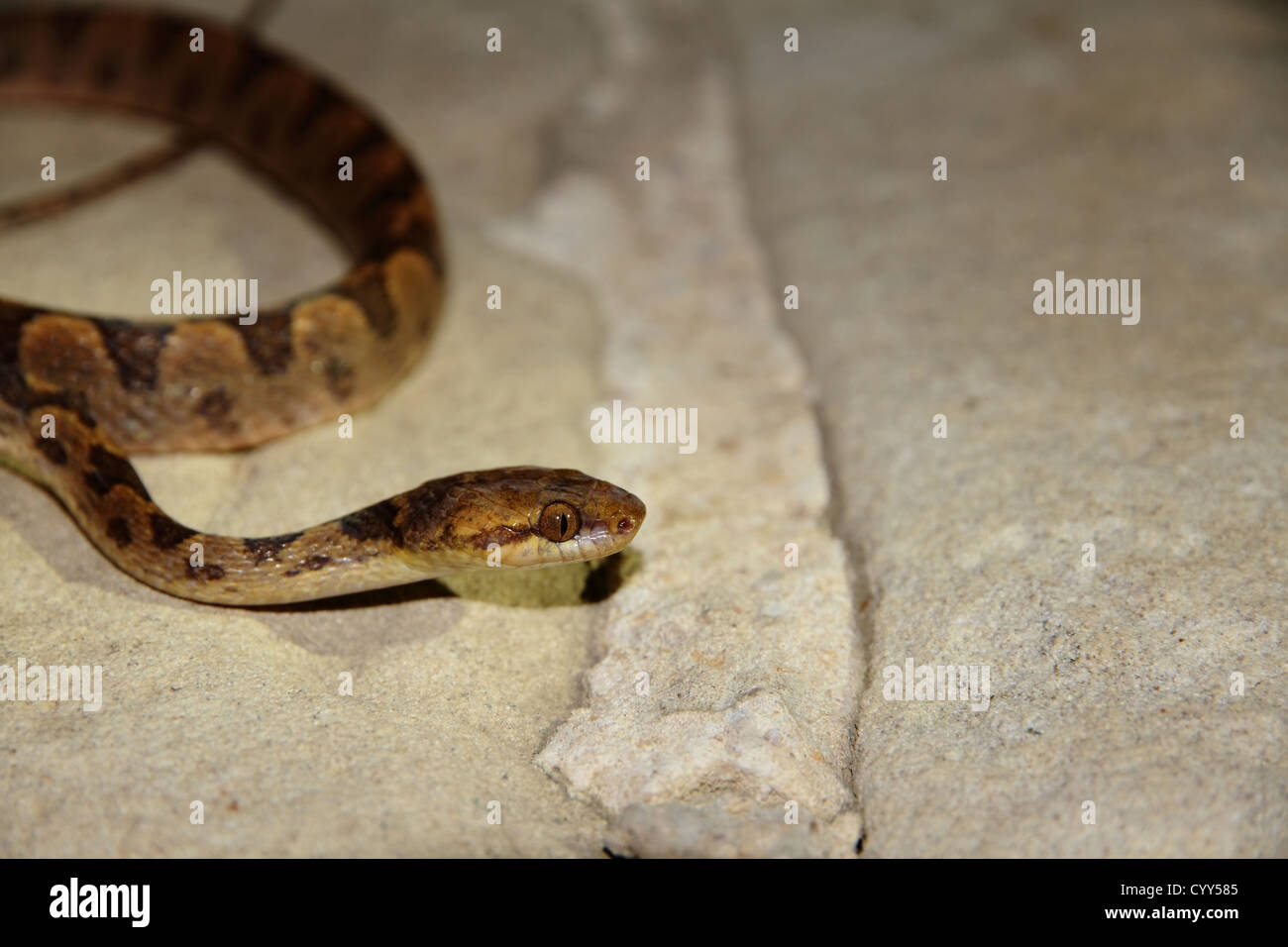 Cierre de un cat Eyed Tree Snake (Leptodeira septentrionalis) arrastrándose sobre piedras. Foto de stock