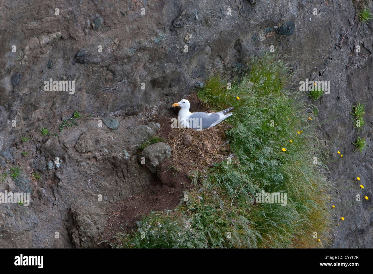 Alas glaucas (Larus glaucescen) sentada en su nido en un acantilado en el Cabo de la adulación, Clallam County, Washington (EE.UU. en junio Foto de stock