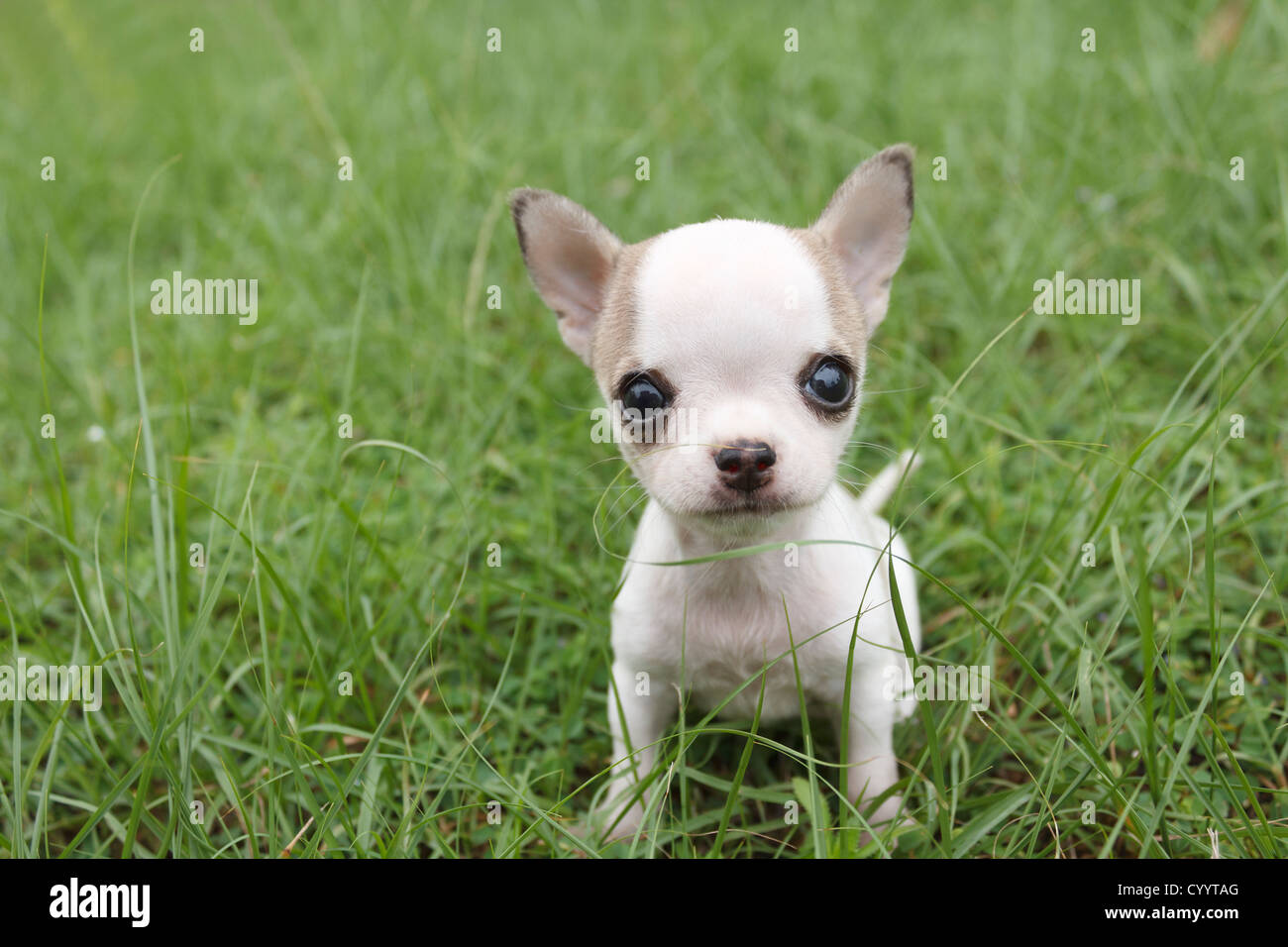 Chihuahua fotografías e imágenes de alta resolución - Alamy