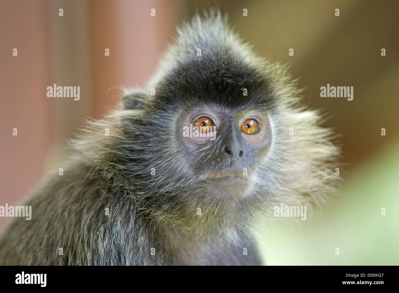 Hojas de plata monkey Foto de stock