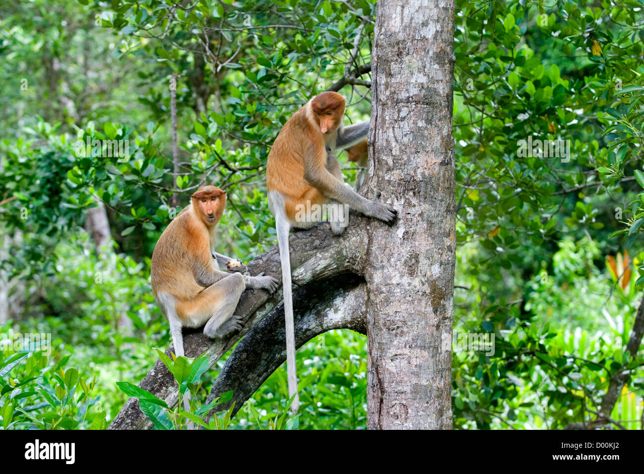 Probóscide monos Foto de stock
