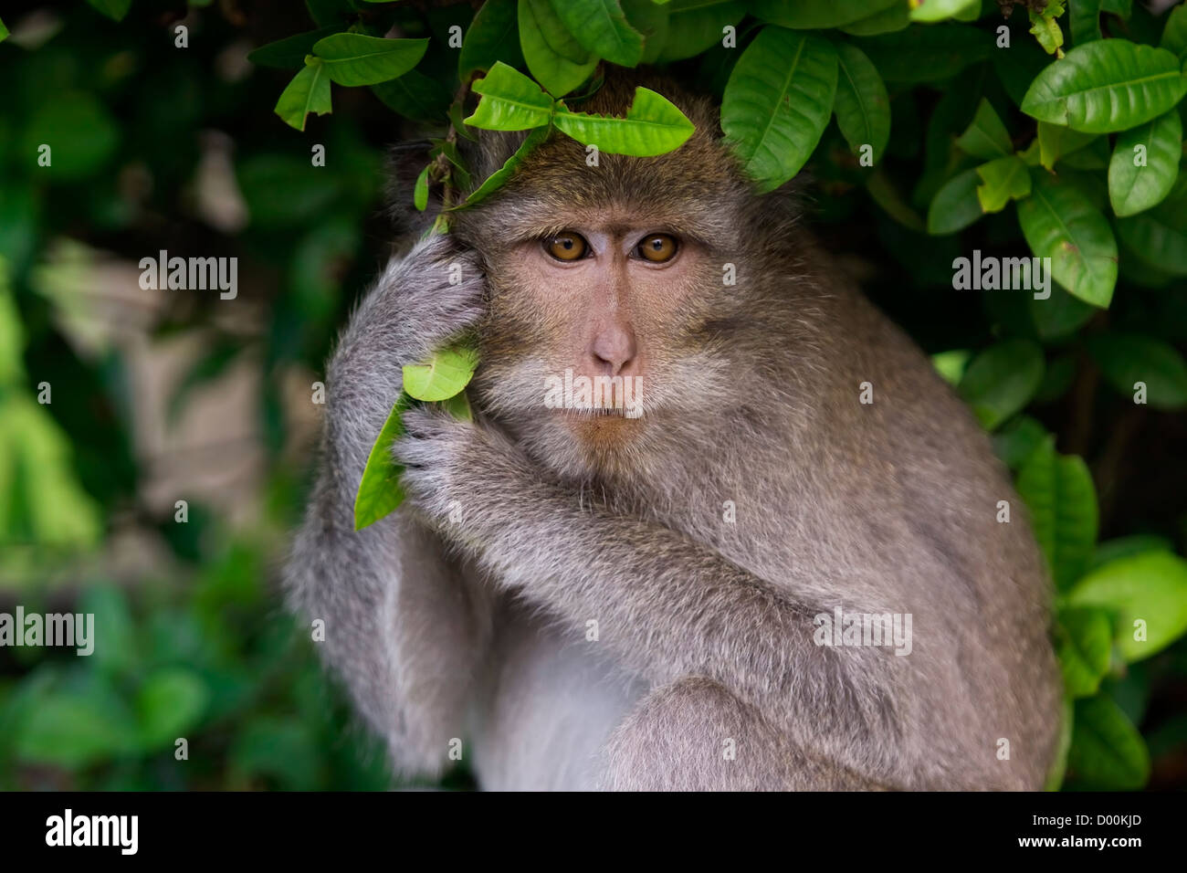 Mono macaco Foto de stock