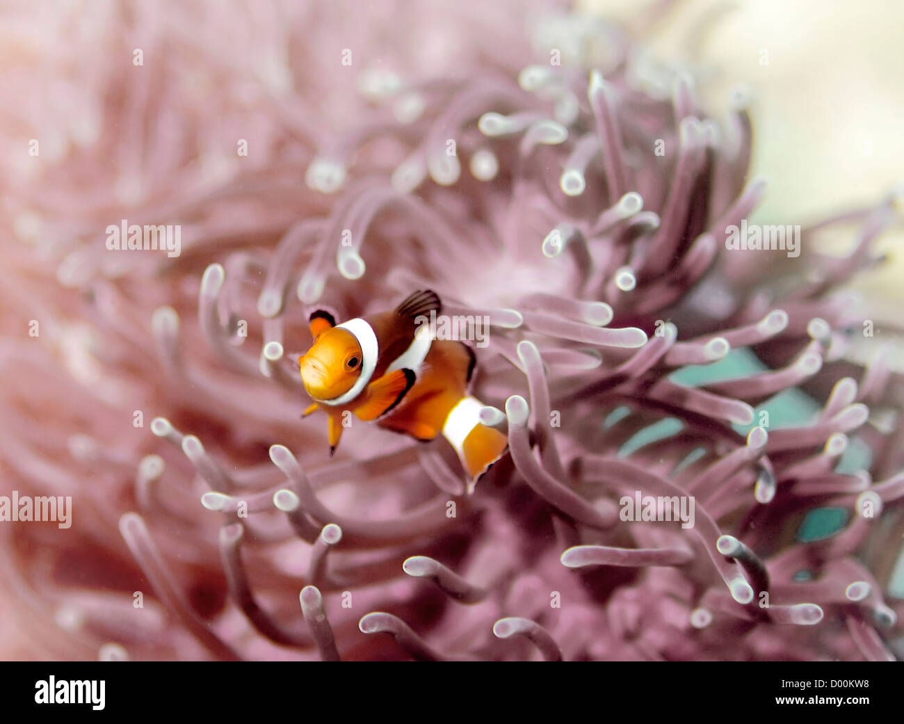 Payaso anemonefish Foto de stock