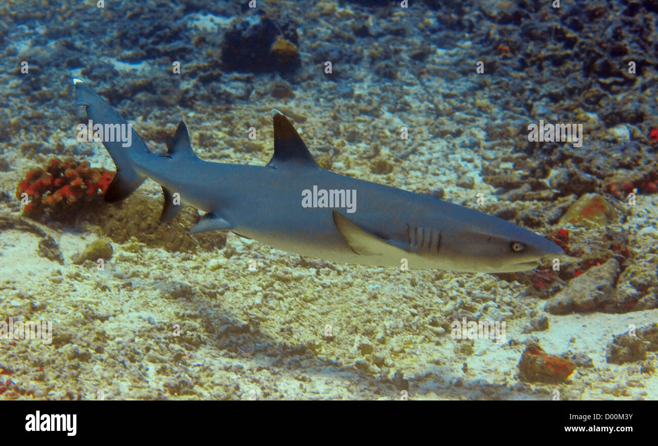 Whitetip Shark Reef Foto de stock
