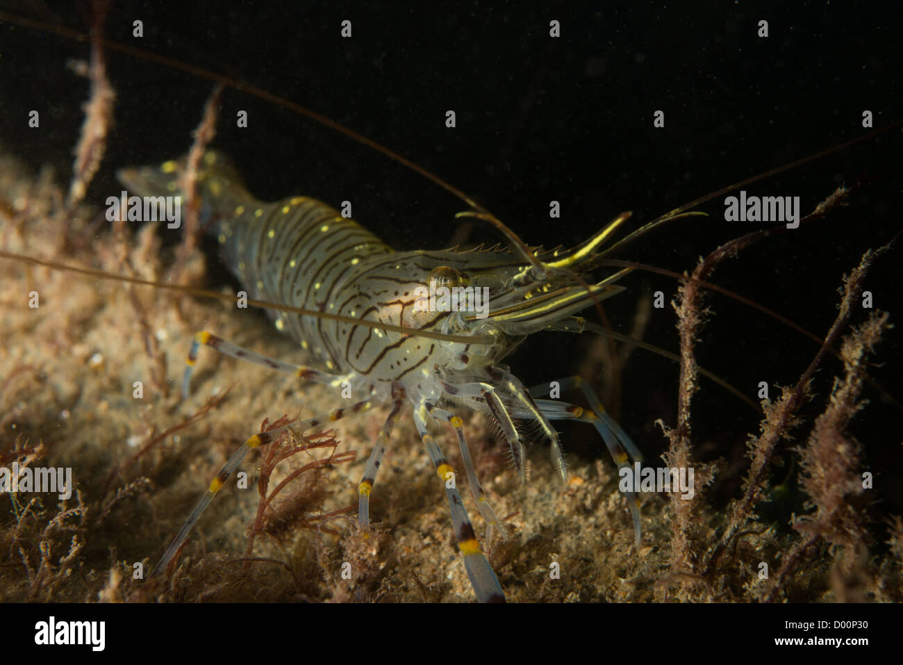 Langostino común, Palaemon serratus, Swanage Pier Foto de stock