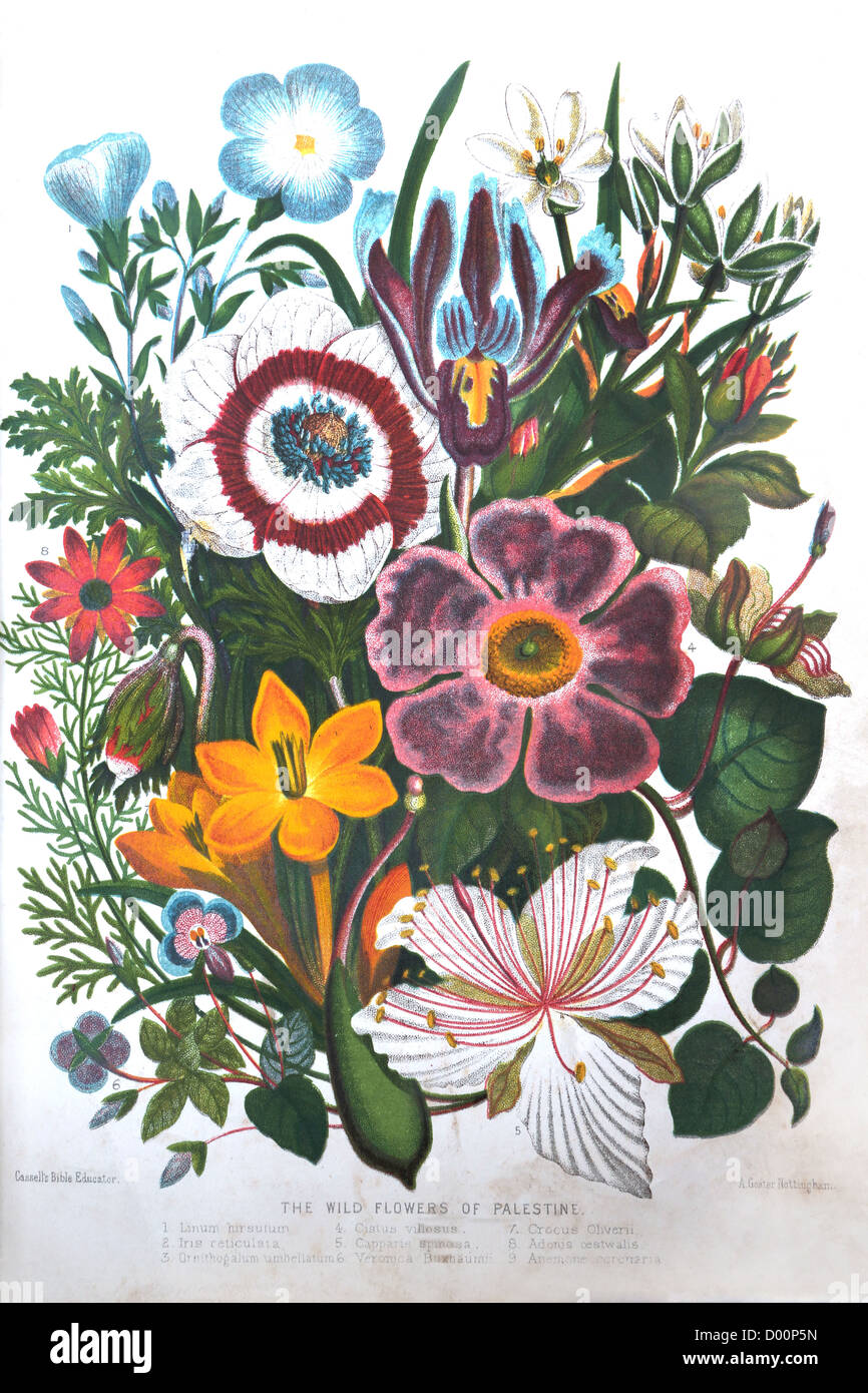 Ilustración de las flores silvestres de plantas de Palestina de la Biblia en el libro de la Biblia de Cassell educador Foto de stock