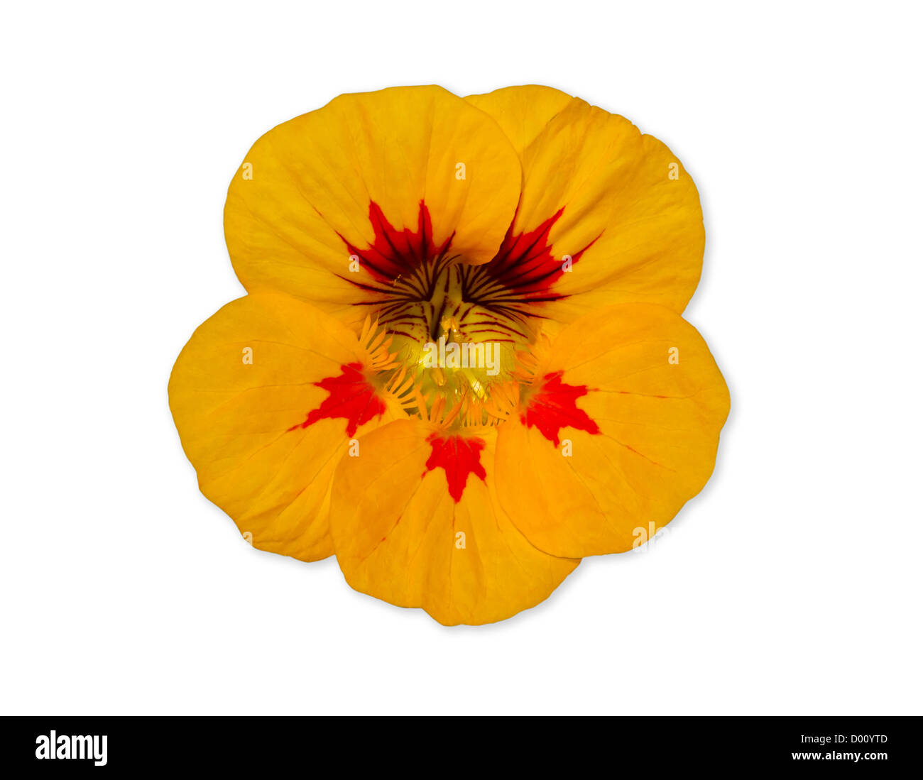 Nasturtium flor amarilla aislado sobre blanco con trazado de recorte Foto de stock