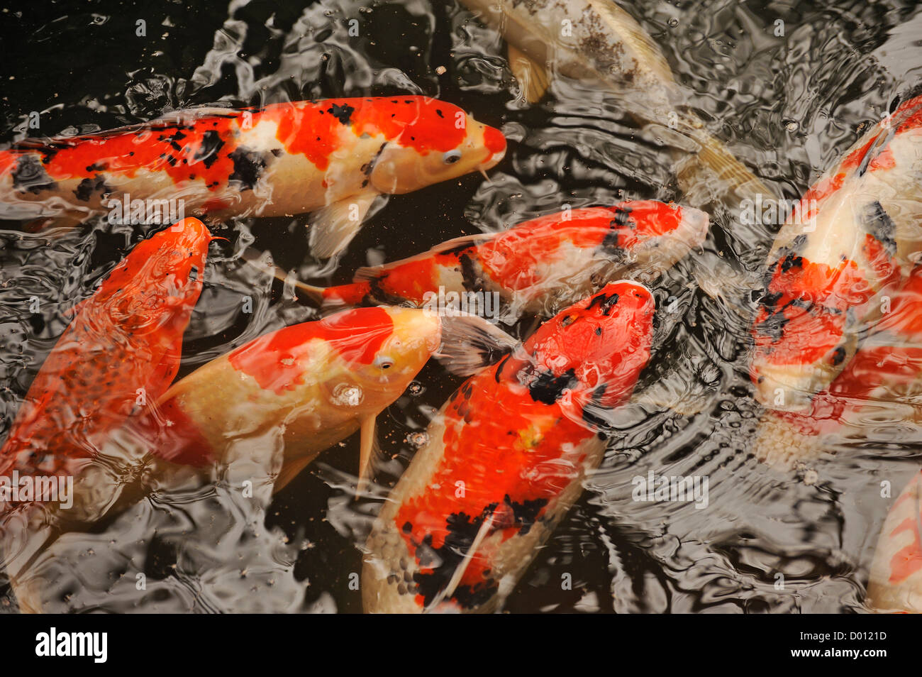 La carpa Koi en un estanque de jardín Rikugien, Tokio, Japón Foto de stock