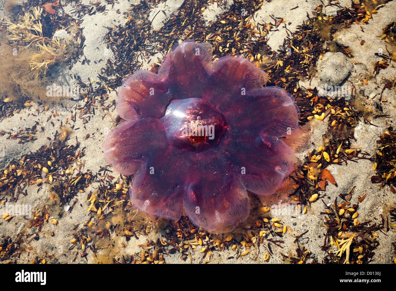 Primer plano de crimson medusas en el mar en busca de agua como una flor Foto de stock