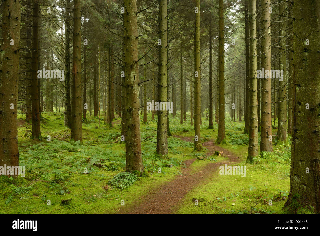 Un serpenteante sendero recorre el brumoso bosque de Stockhill, Mendip Hills, Somerset, Reino Unido. Foto de stock