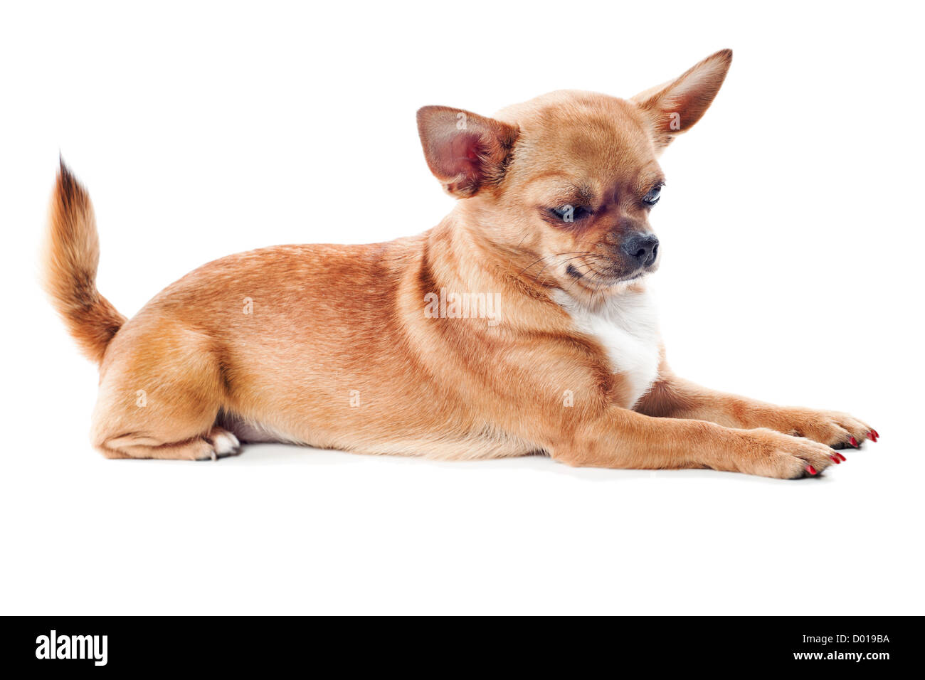 Chihuahua rojo perro aislado sobre fondo blanco. Foto de stock