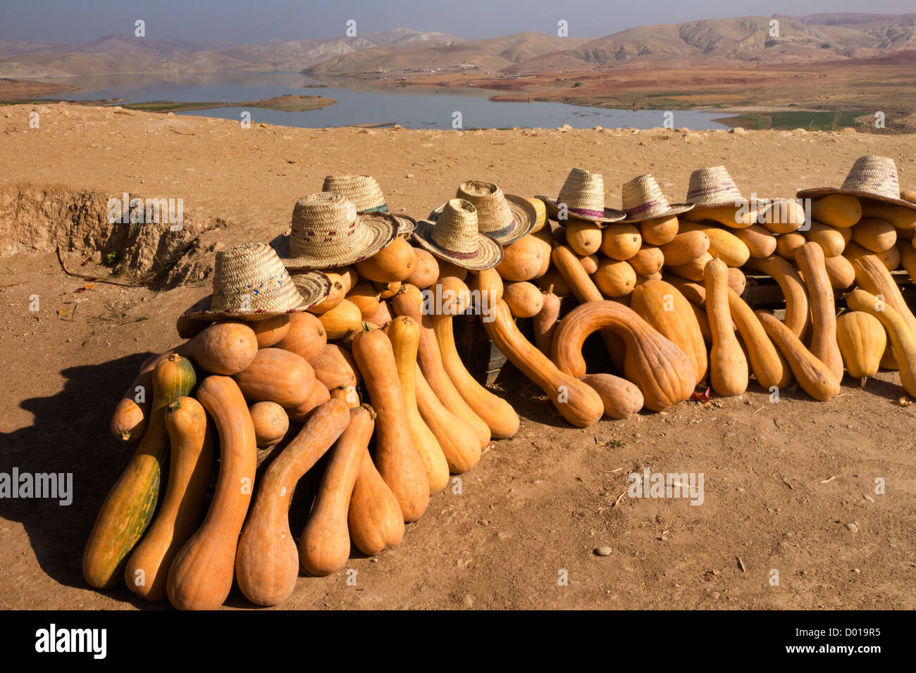 Las calabazas de portadores de agua del desierto Foto de stock