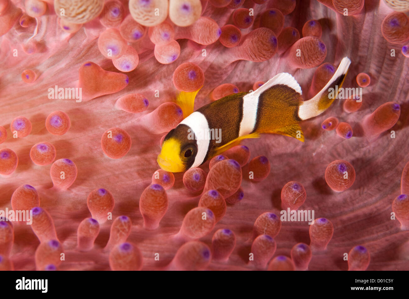 Clark menores anemonefish, Amphiprion clarkii, en un colorido anémona Komodo en Indonesia Foto de stock