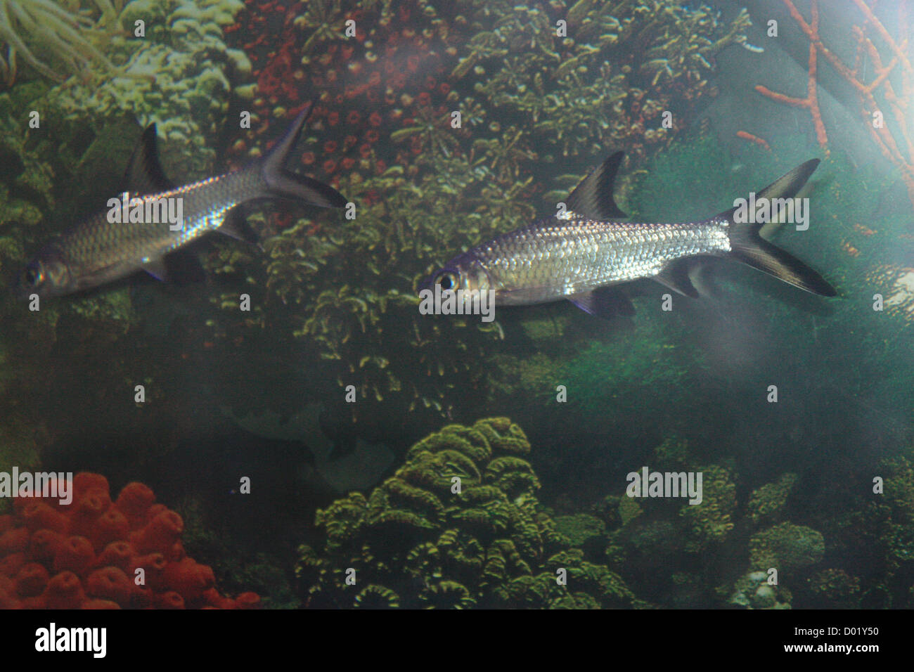 Fish Supplies Online Imagenes De Stock Fish Supplies Online