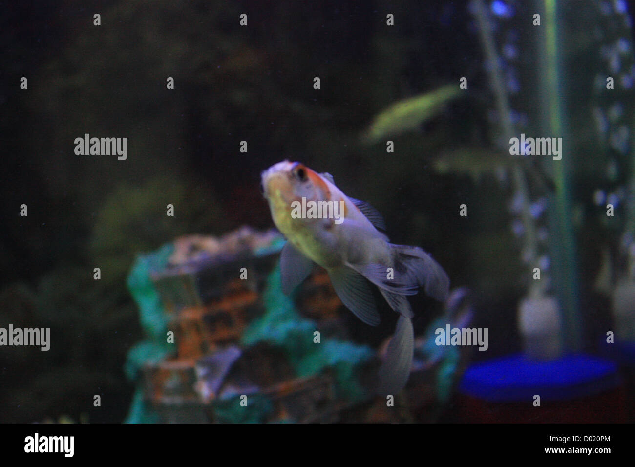 Los peces de agua dulce, peces de acuario, peces tropicales, imágenes