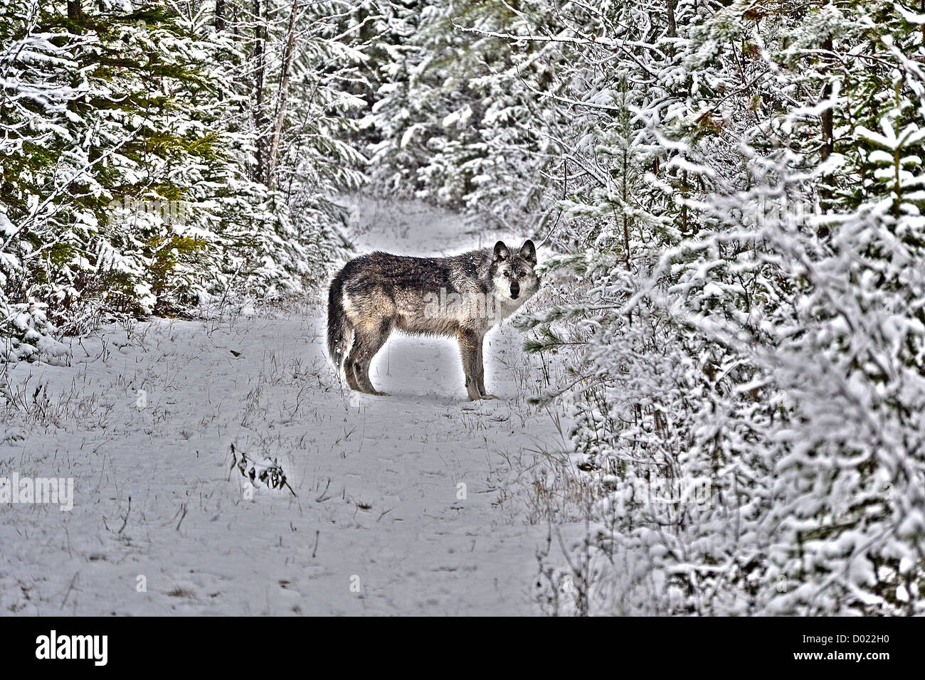 Lobo gris, K9, salvaje, animal, perro, invierno, nieve, Golden, BC, Canadá Foto de stock