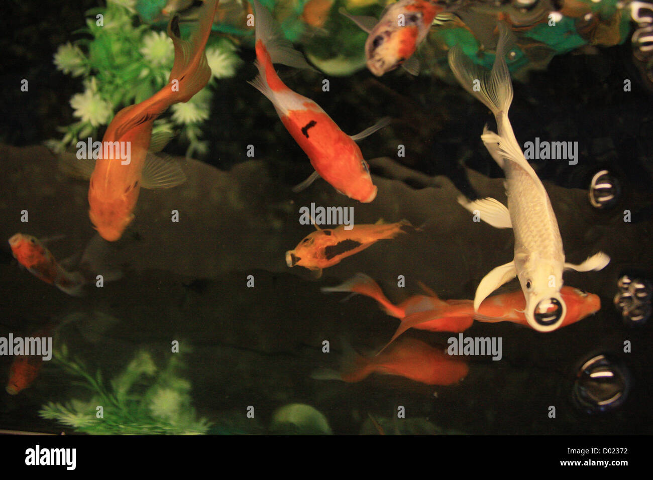 Los Peces De Agua Dulce Peces De Acuario Peces Tropicales