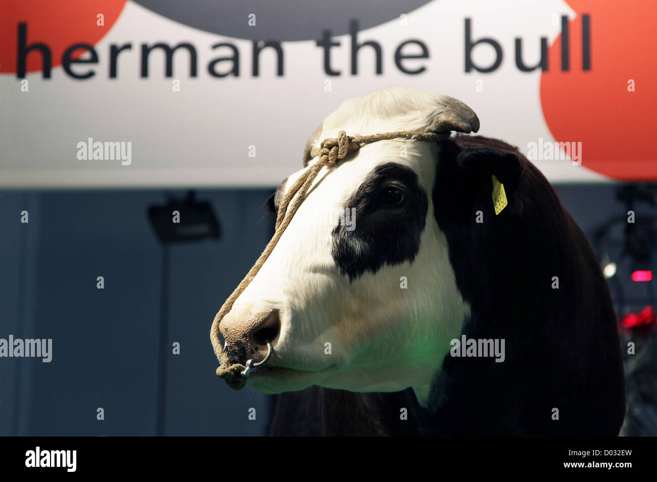 Herman The Bull (1990 – 2004) El primer bovino genéticamente modificado o transgénico del mundo.Herman De Stier Foto de stock