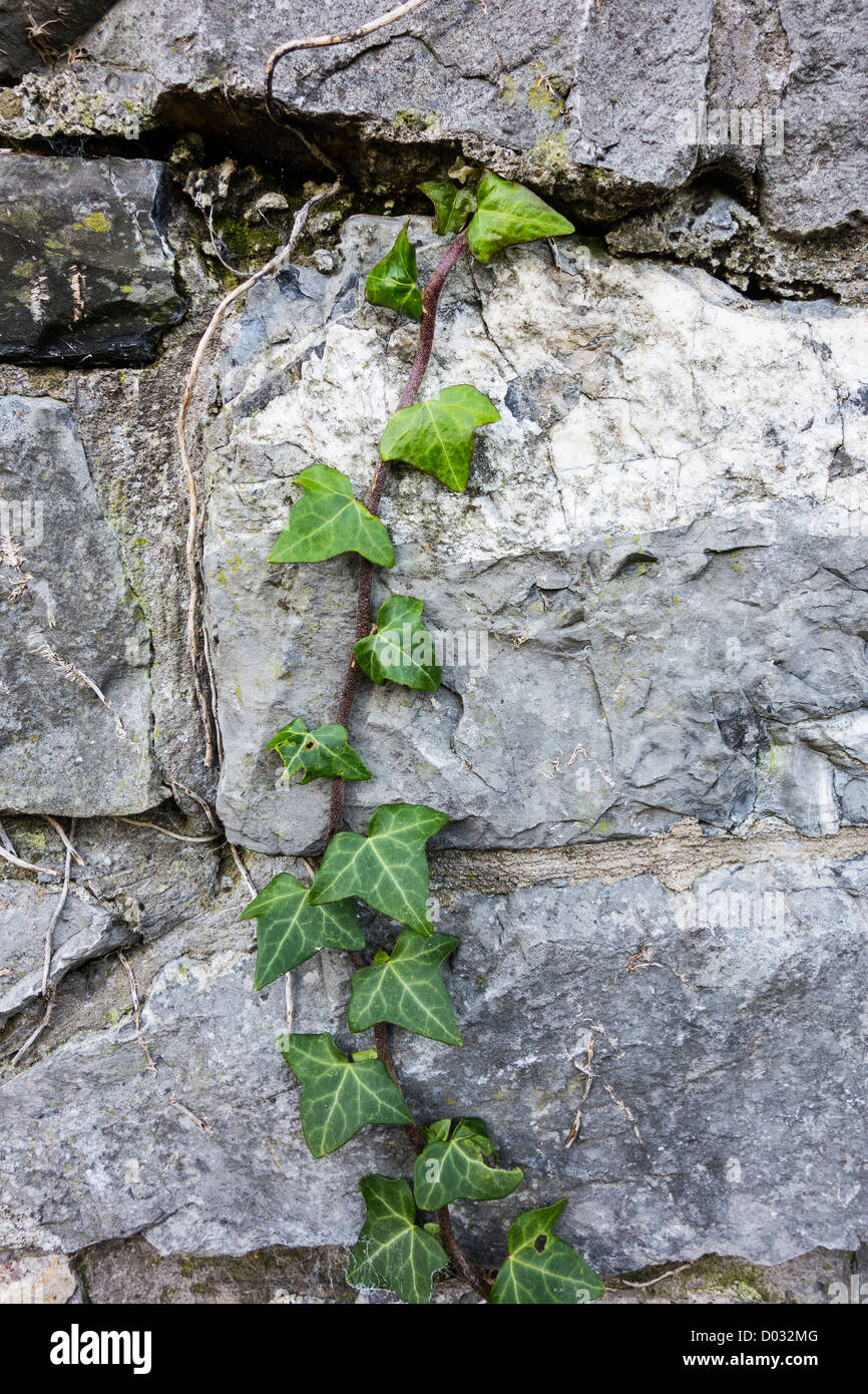 Antiguo muro de piedra- un zarcillo de hiedra encuentra su camino en una grieta en un muro de piedra - Skerries, condado de Dublín, Irlanda Foto de stock