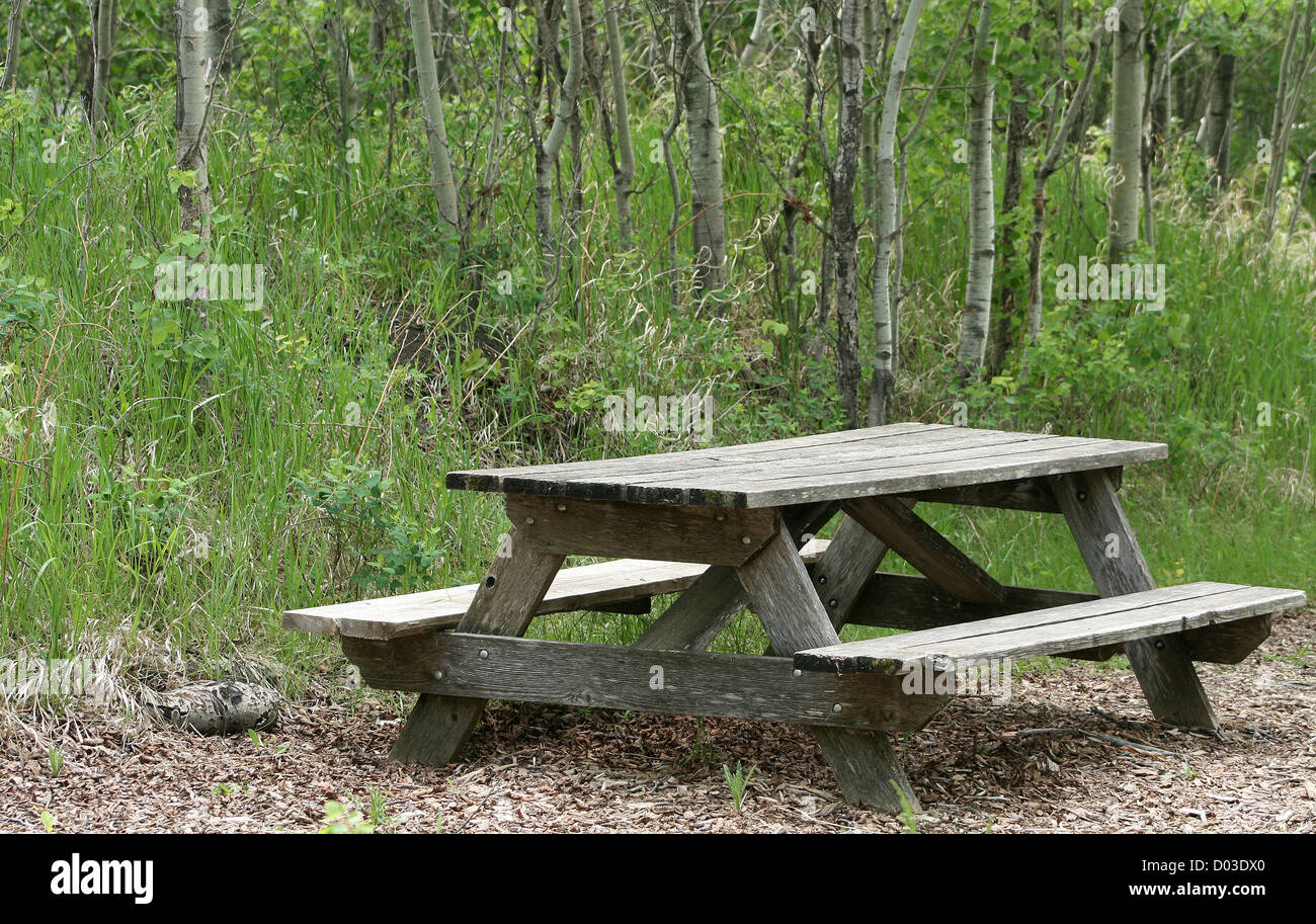 Una mesa de picnic de madera desgastada en un claro en un bosque de  abedules en primavera en Winnipeg, Manitoba, Canadá Fotografía de stock -  Alamy