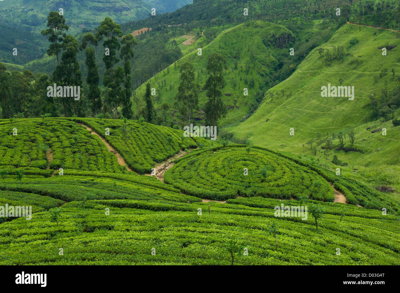 Plantas de té crecen en patrones ornamentados en colinas, en una plantación de té cerca de Nuwara Eliya, Sri Lanka Foto de stock