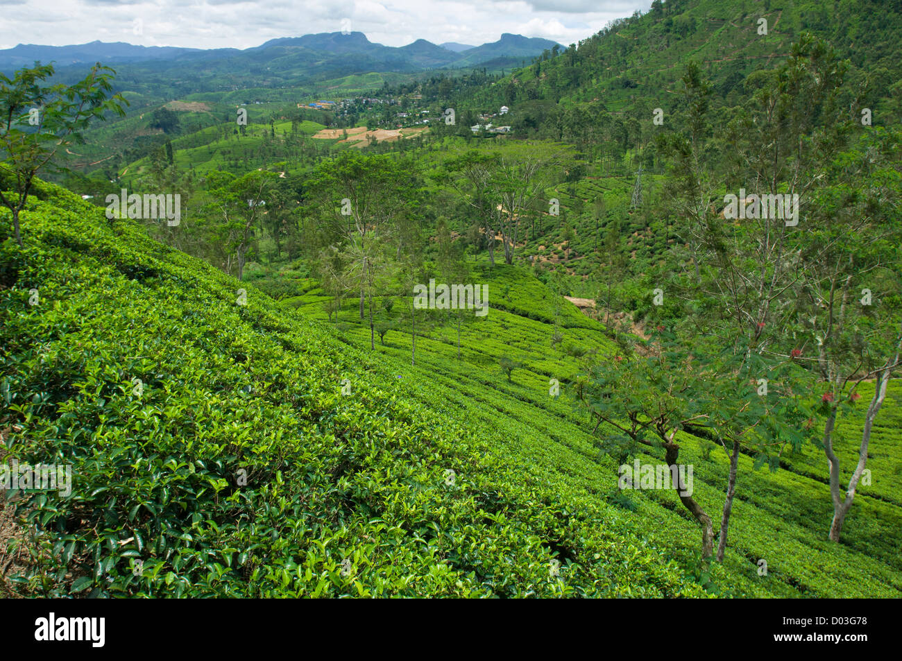 Plantas de té crecen en colinas, en una plantación de té cerca de Nuwara Eliya, Sri Lanka Foto de stock