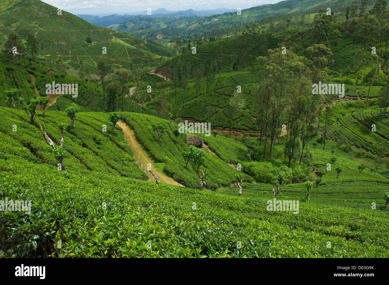 Plantas de té crecen en colinas, en una plantación de té cerca de Nuwara Eliya, Sri Lanka Foto de stock