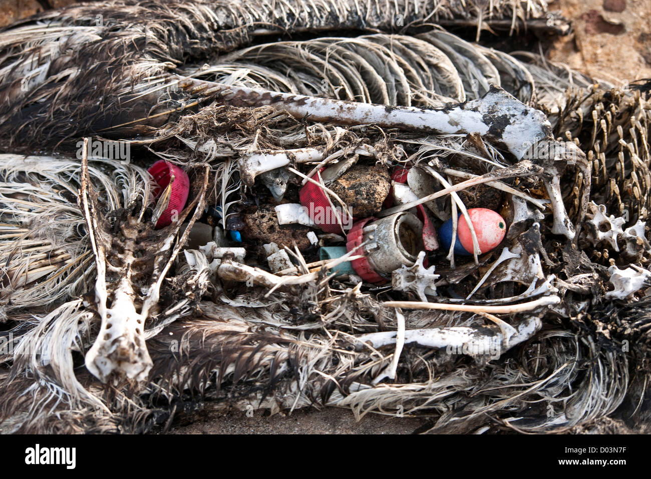 Un negro-footed (Phoebastria albatrus Albatros, en peligro de extinción) muertos de la ingestión excesiva de residuos de plástico. Archipiélago. Foto de stock