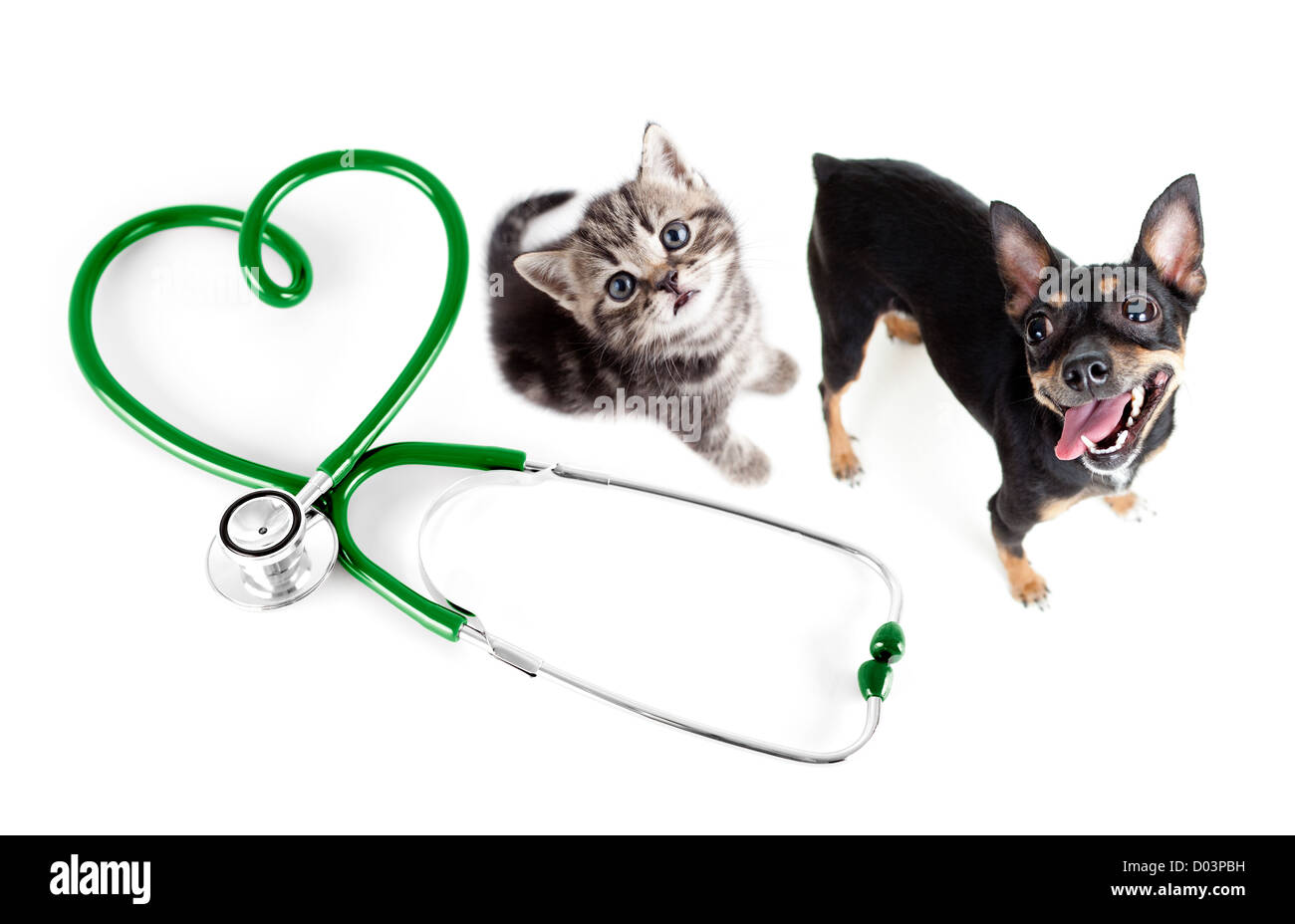 Veterinarios para perros, gatos y otros animales domésticos concepto Foto de stock