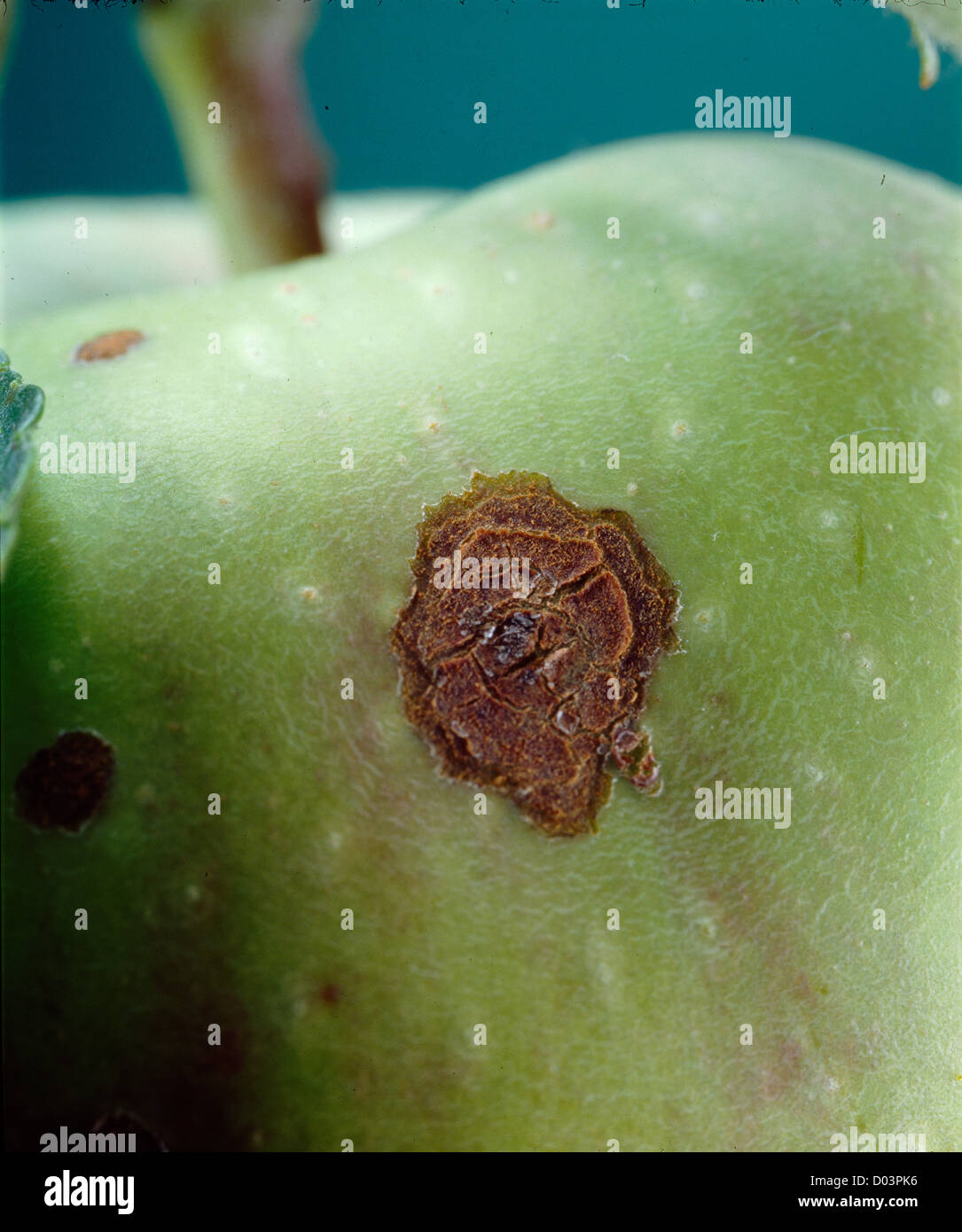 Apple moteado (Venturia inaequalis) un hongo en stayman winesap apple Foto de stock