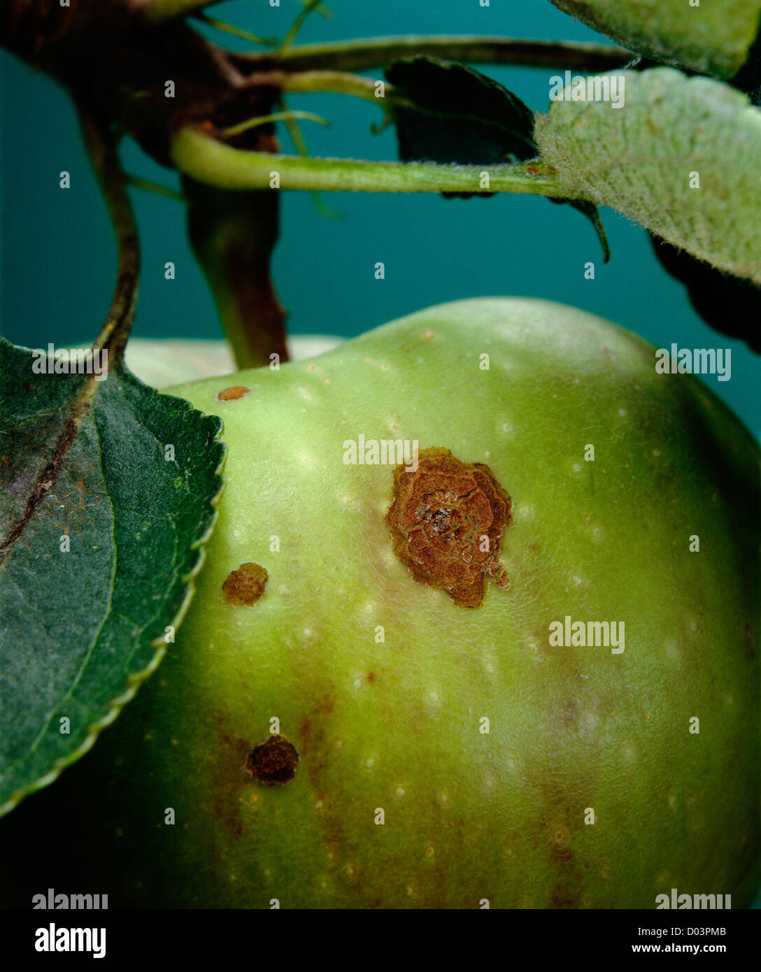 Apple moteado (Venturia inaequalis) un hongo en stayman winesap apple Foto de stock