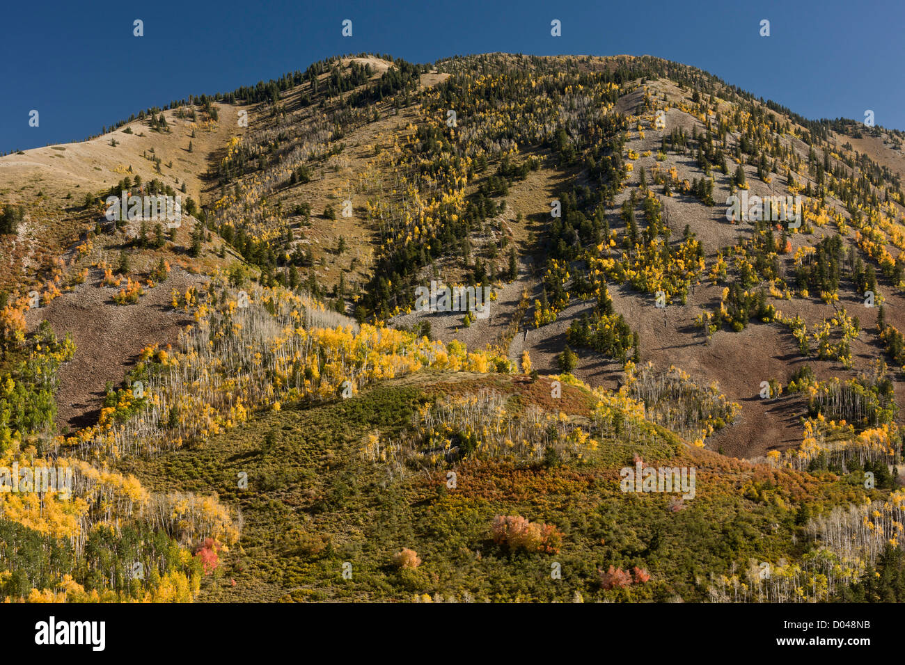 Caída o el otoño en el Manti montañas La Sal, con álamos, cerca de Monticello, Utah, EE.UU. Foto de stock