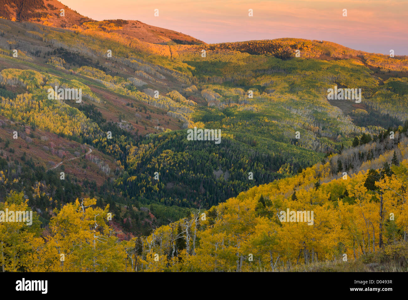 Caída o el otoño en el Manti montañas La Sal, con álamos, cerca de Monticello, Utah, EE.UU. Foto de stock