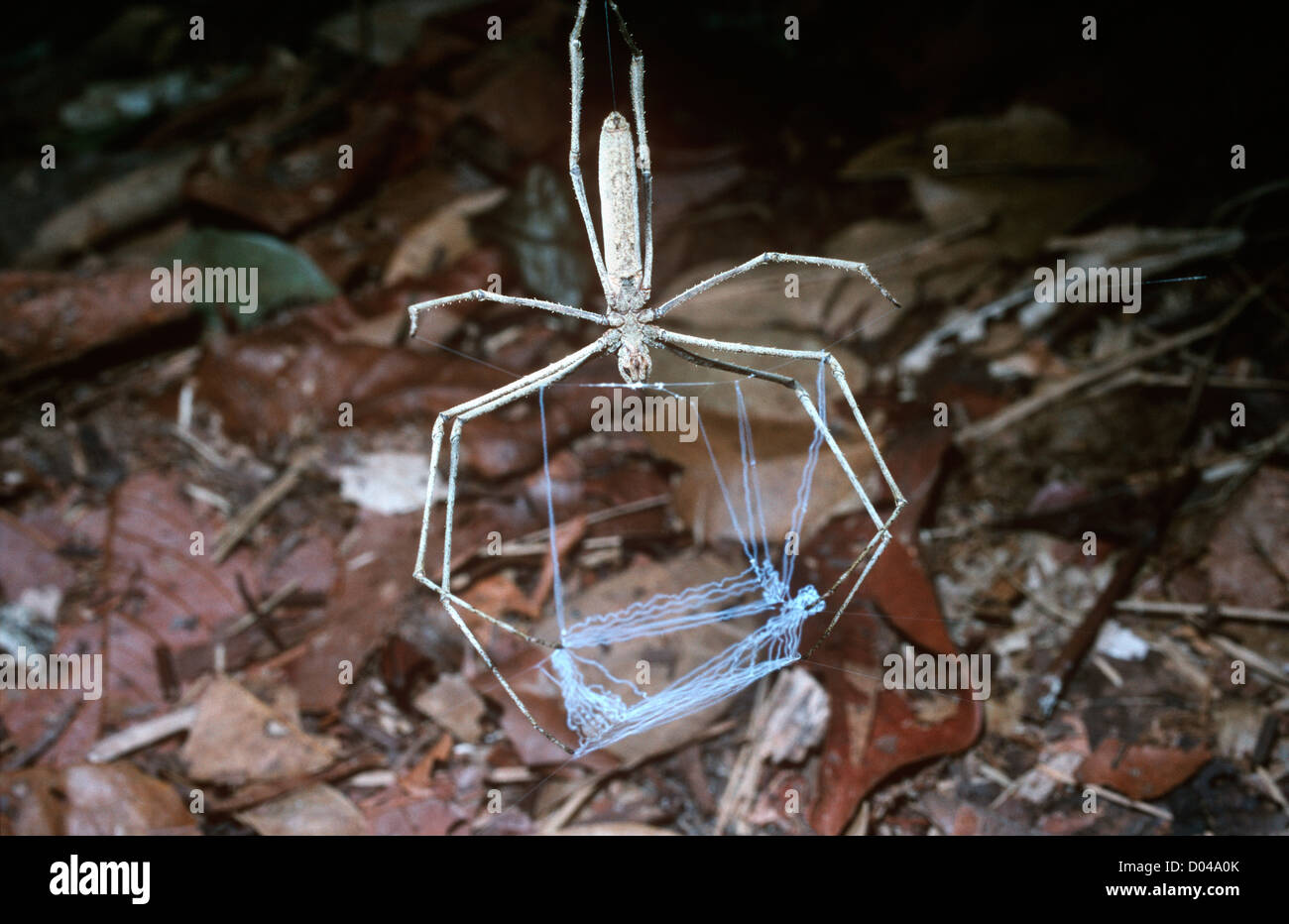 Ogro frente / net-casting / gladiator araña (Deinopis sp.) hembra con su  net preparado para capturar presas, costa atlántica rainforest Fotografía  de stock - Alamy