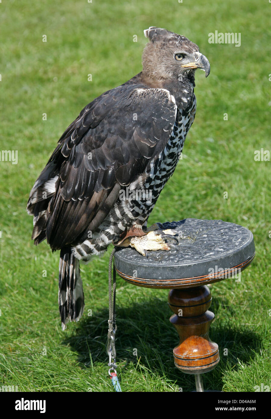Águila coronada, águila coronada africana o Coronado Hawkeagle