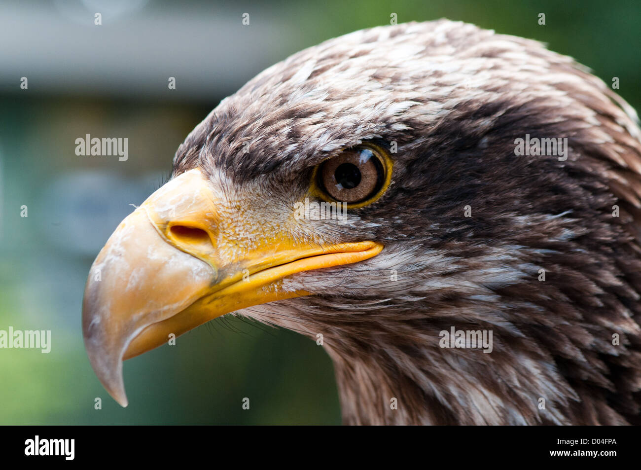 Imagen retrato del águila calva americana. Centrado en la imagen de la cara  del pájaro dando altos niveles de detalles en características clave  Fotografía de stock - Alamy
